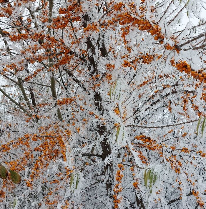 Frosty Tree In Lithuania