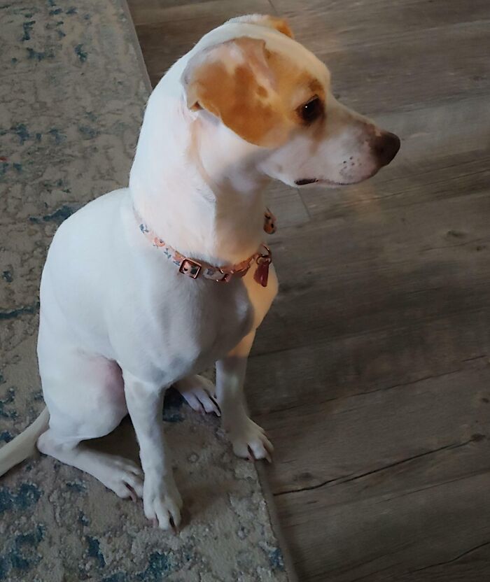 What Have I Done? What Breed Is She? Adopted Last Week