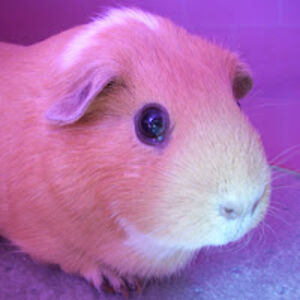 devoncomstock avatar