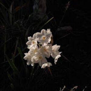 wingman58hotmail_com avatar