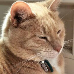 rosalindevisch avatar