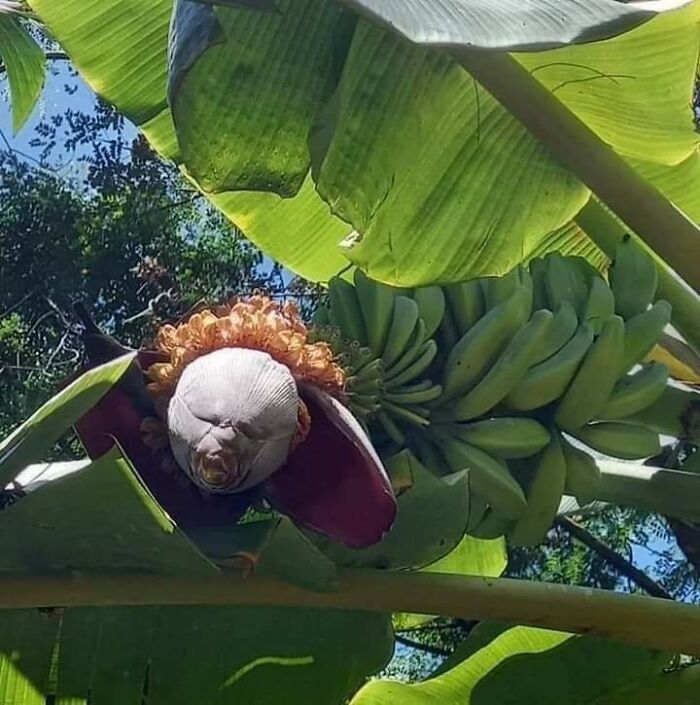 Este banano en flor