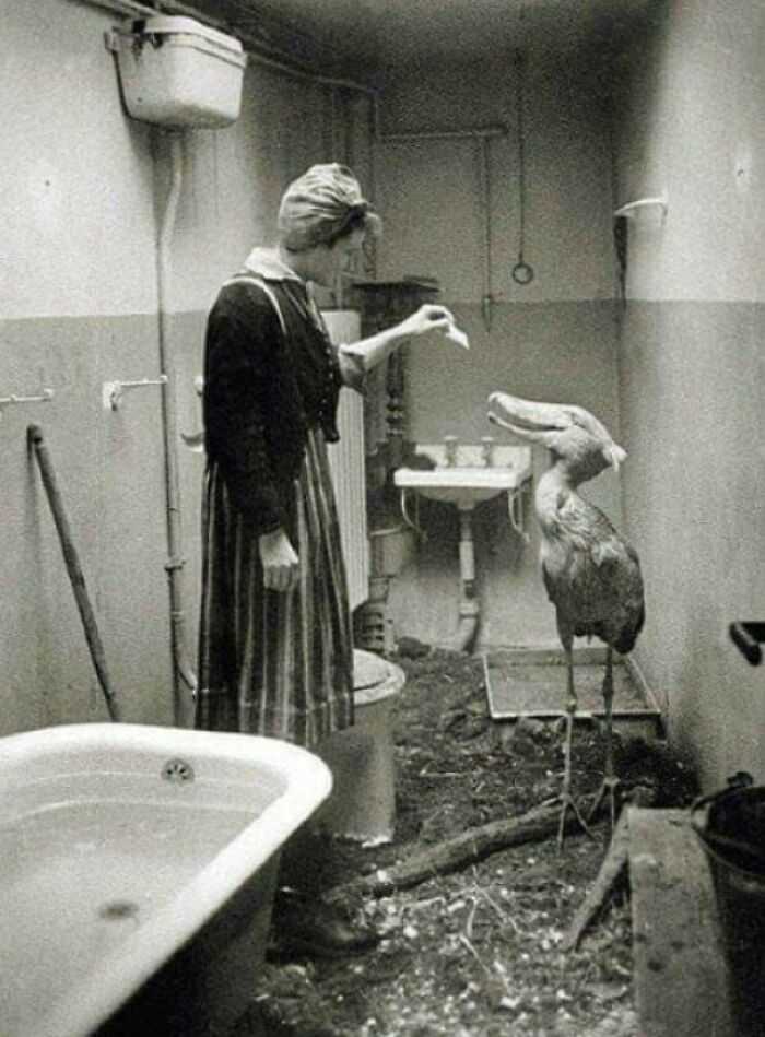 Civiles cuidando animales de zoológico en sus propias casas durante la Segunda Guerra Mundial