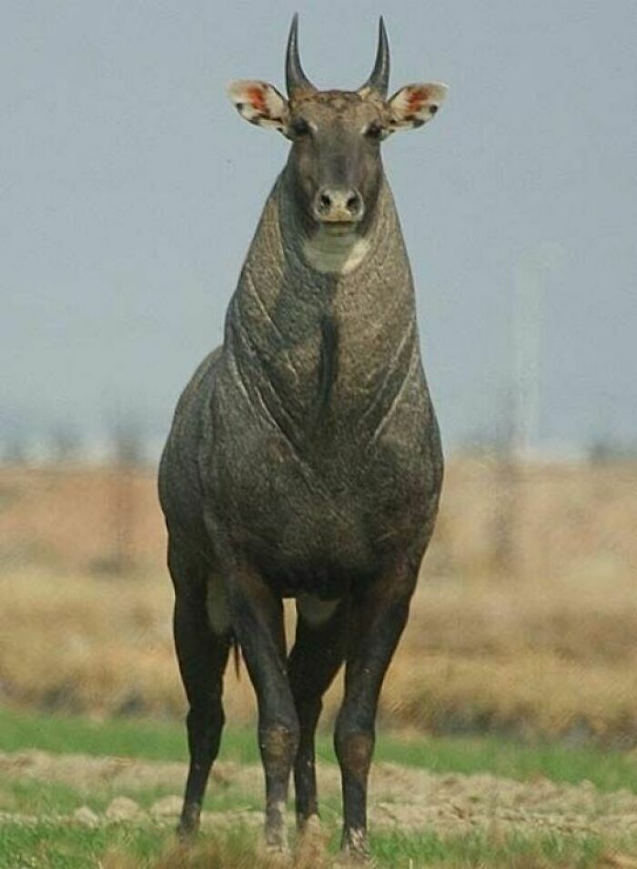 India's Sacred Blue Cow, The Nilgai, Also Introduced To Texas Where It Is Now Feral