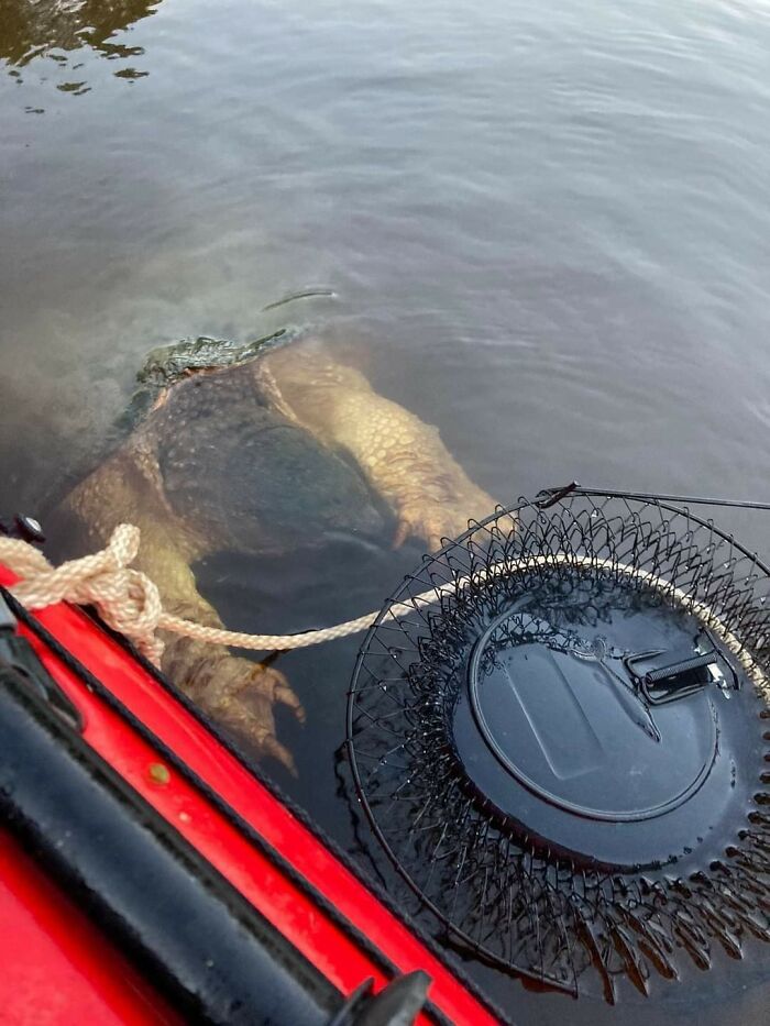 A Large Snapping Turtle Surfaces Next To A Fishing Boat While They Were Checking Their Traps