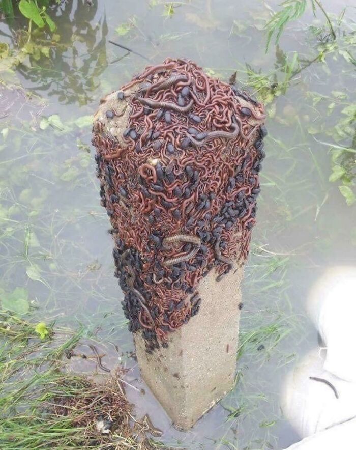 Bugs Escaping From A Flood