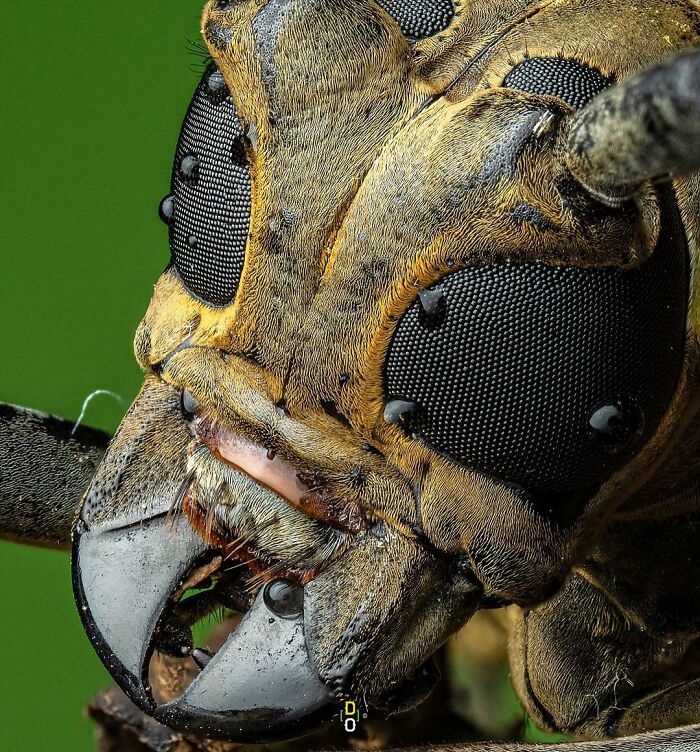 My Shot Of A Close Up Of A Longhorn Beetle From A Different Angle