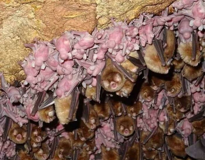 Una guardería de murciélagos