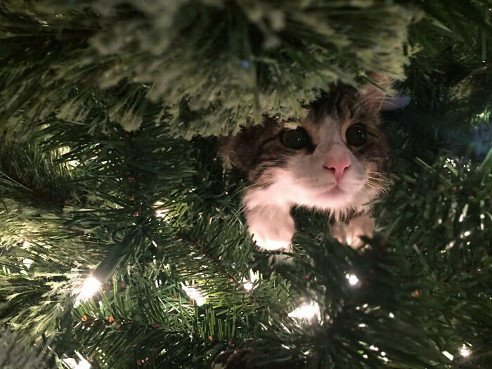 My Son's Kitten's First Christmas