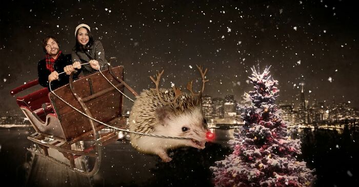 This Year's Christmas Card Starring Our Hedgehog