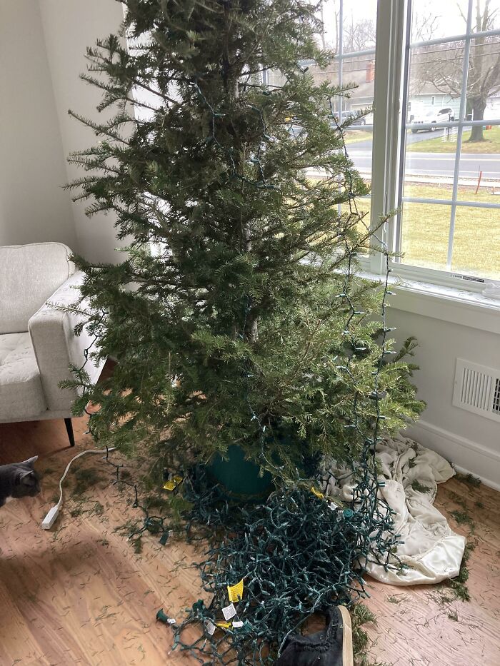 Asked My Wife If She Could Take Down The Lights On The Christmas Tree While I Was At Work. This Is What I Came Back To