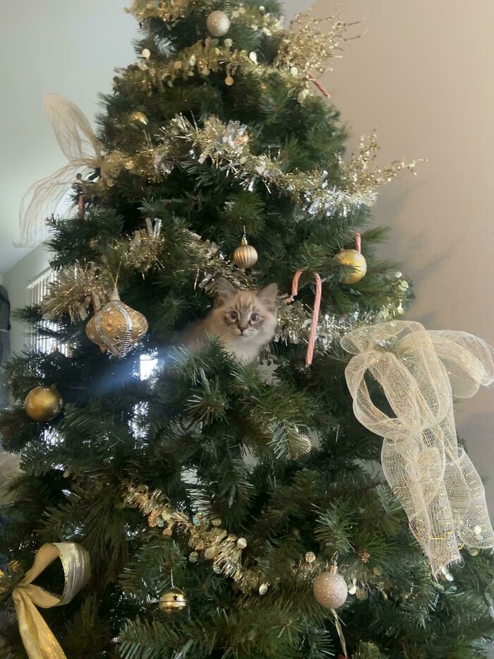 My Boyfriend And I Noticed A New Ornament In The Tree