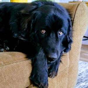 vanessapurdue avatar