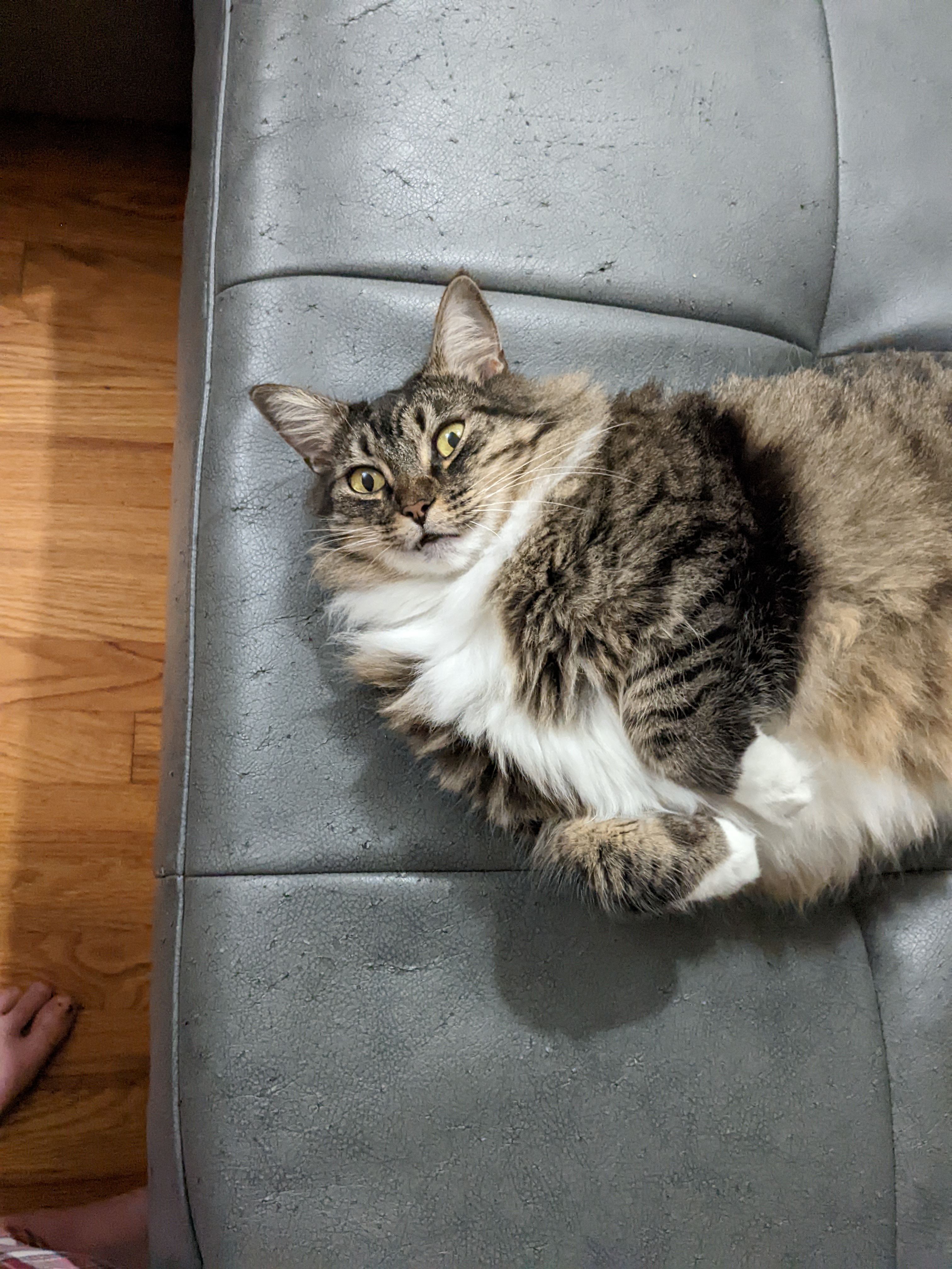 ✨pets And Pride✨