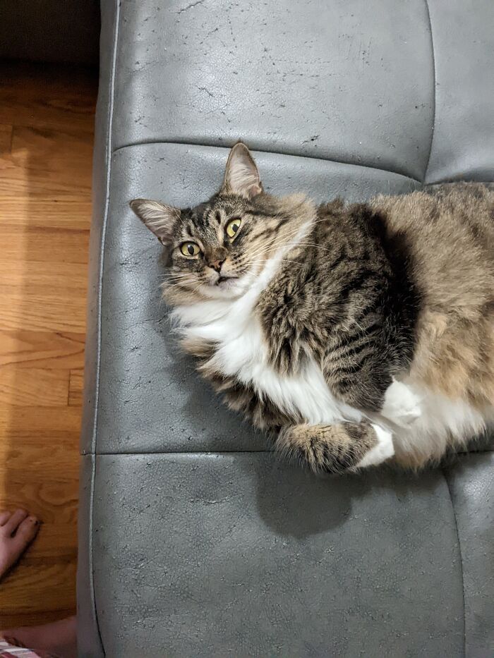 My Pride Pet Submission!! This Is Tilley The Fluffster And I Am A Nonbinary Le Dollar Bean✨💅🏳️‍🌈