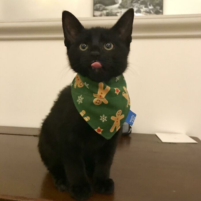 We Recently Adopted This Little Muffin And He Is Excited For His First Christmas!