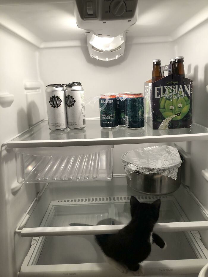 The Pot Contains Vegetarian Chili. I Do Not Plan On Eating The Cat