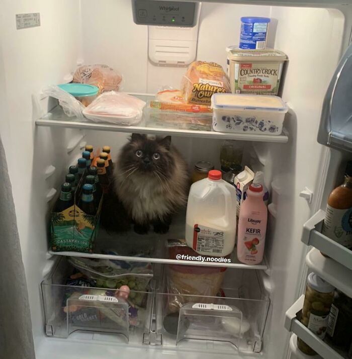 Every Time I Clear Some Space In The Fridge, Noodle Thinks It's For Him. What Can You Guess About Us?