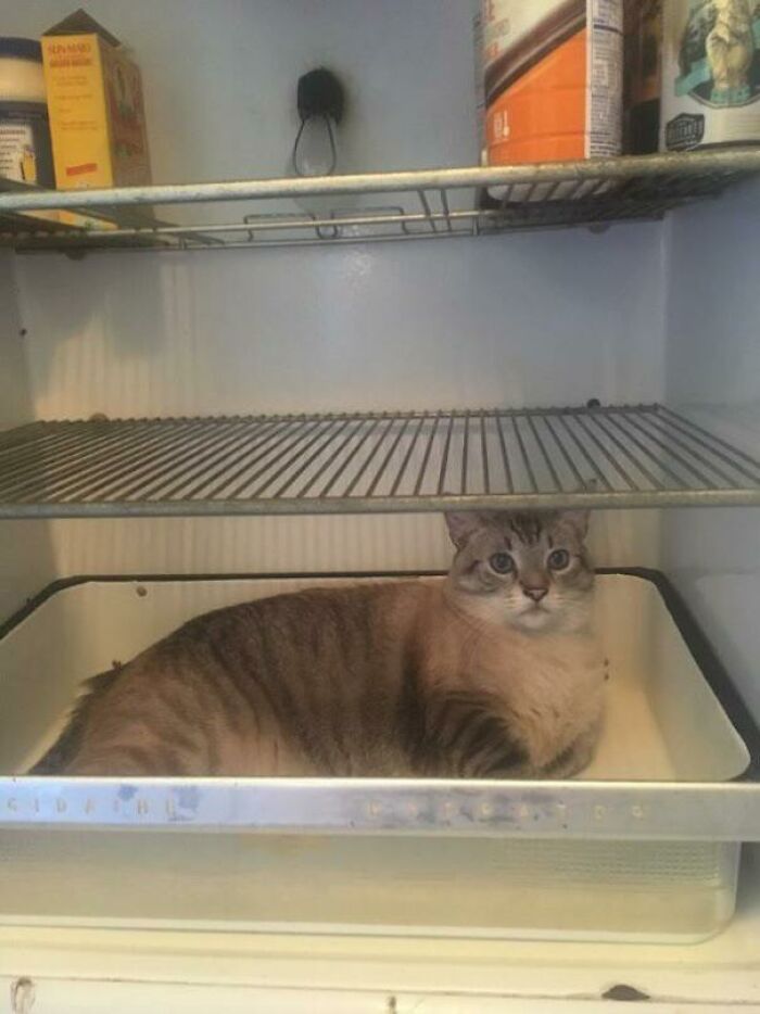 ¿Qué dice este refrigerador?