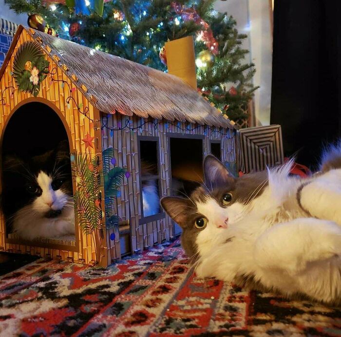 Christmas Cats!