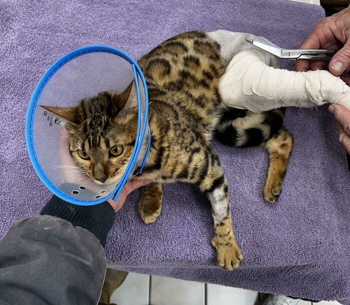 Nuestra gatita se rompió una pata y tuvieron que operarla justo antes de las vacaciones