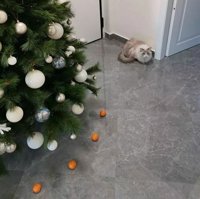 My Cat Is Afraid Of Tangerines, So I Created A Force Field To Protect The Christmas Tree