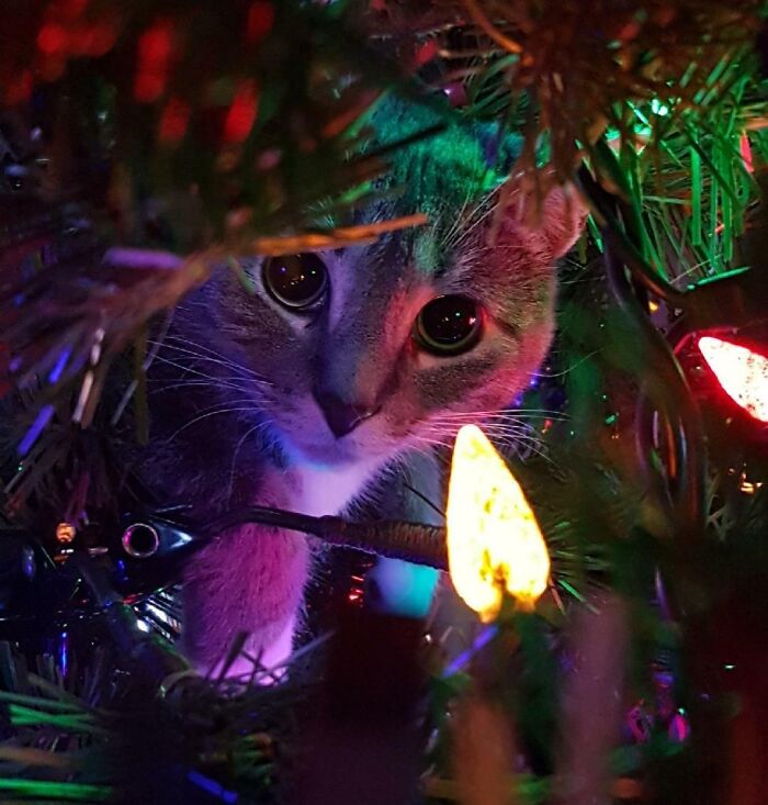 My Cat Ivy In Our Christmas Tree