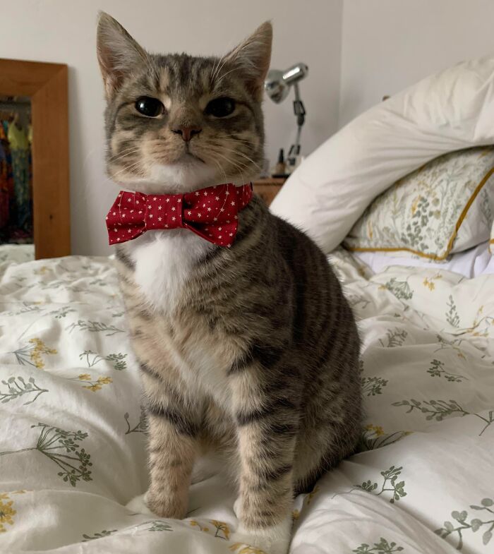 Biscuit Proudly Showing His Christmas Bow Tie