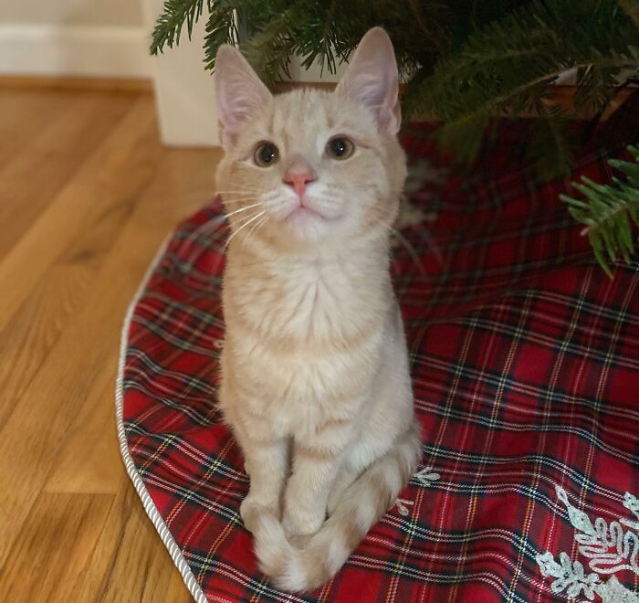 My Kitten Hank Is All Smiles For His Christmas Photoshoot!