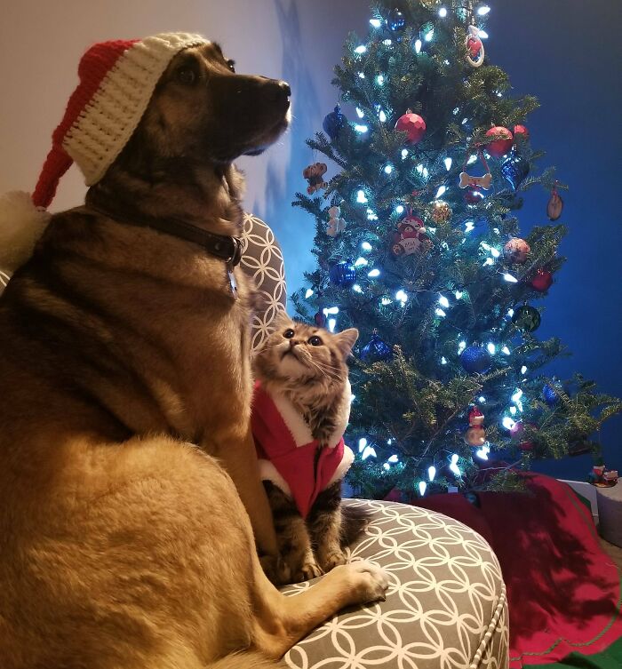 Our Furbabies Posing For A Christmas Photo