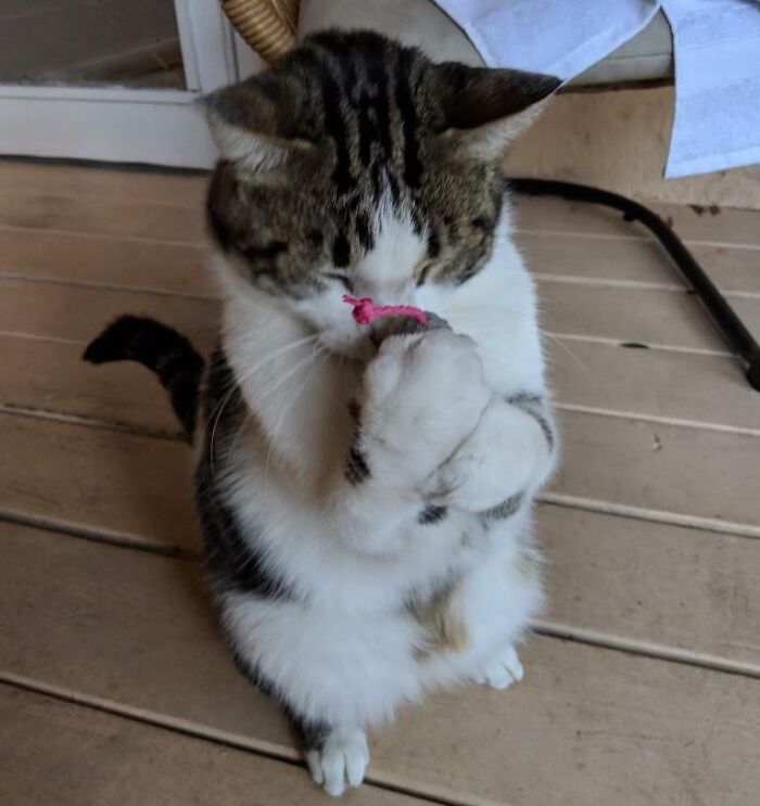 My Boss Feeds A Stray Cat On Her Back Porch And Bought Kitty Her First Toy For Christmas!