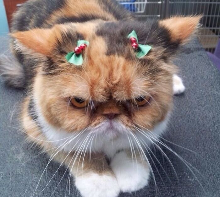 Beautiful Cat Ready For Merry Christmas