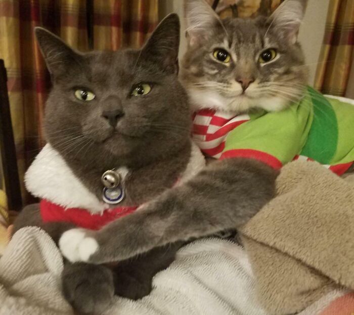 It's Still The Best Christmas Pic I Have Of Them