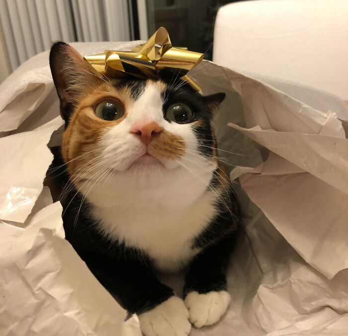 I Put One Of Those Christmas Gift Bows On My Cat’s Head And Her Reaction Was Just Too Adorably Goofy