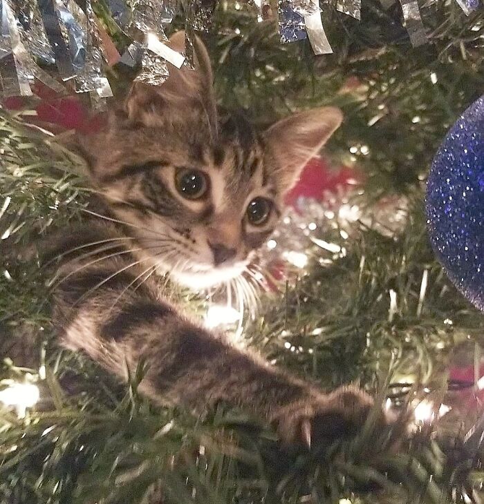 A Kitten's First Christmas