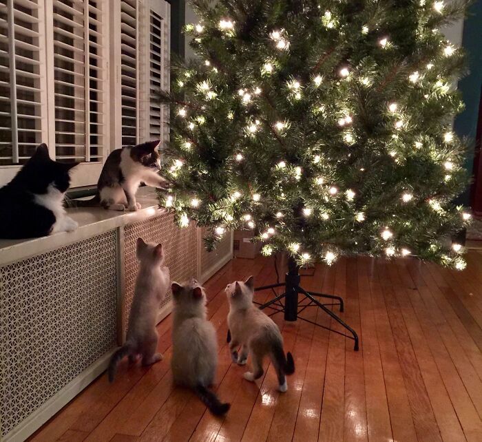 Rare, Never Seen Before Photo Capturing Secret Plot To Overthrow Christmas Tree