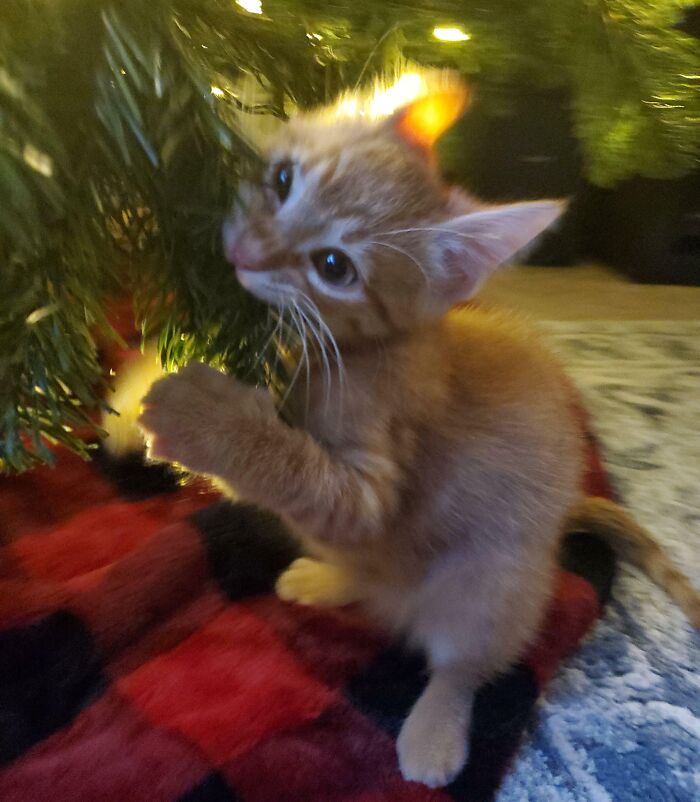 New Kitten's First Christmas... Send Help