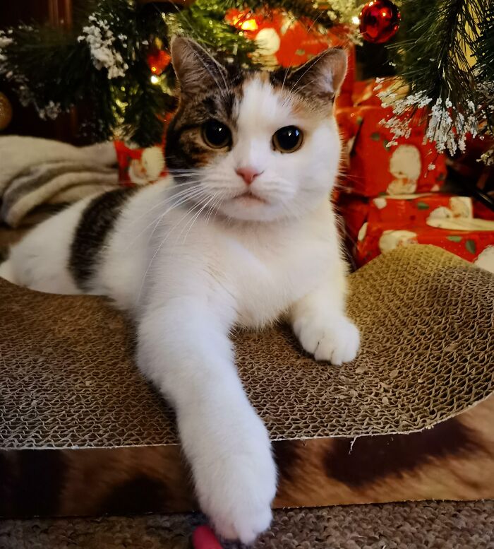 Fudge Wishes You A Merry Christmas