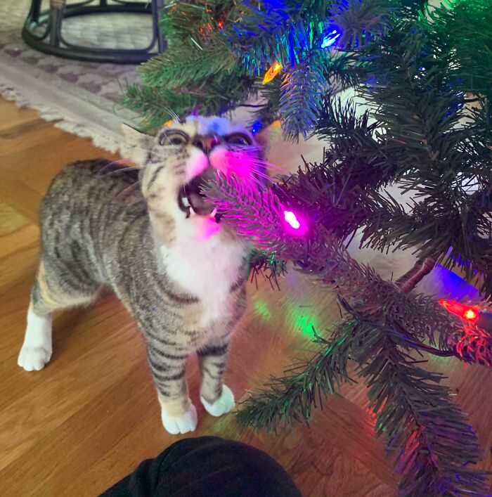 It’s Her First Time Seeing A Christmas Tree