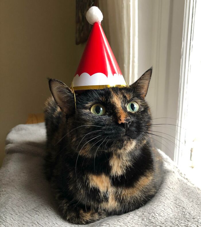 Frankie The Christmas Loaf Here To Bring Joy