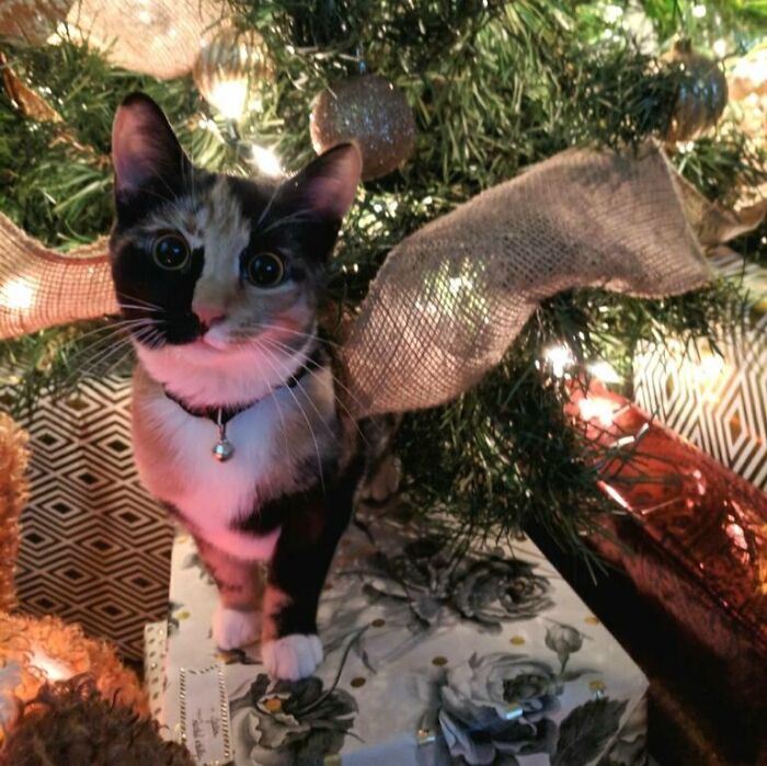 Adopted Our First Kitten From A Shelter This Year. This Is Minnie And This Is Her First Christmas