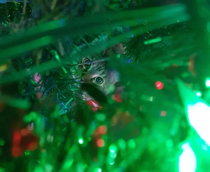 Emmy Has Discovered The Christmas Tree, And She Likes What She Sees