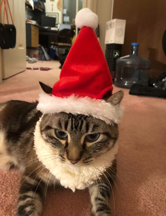 My Cat Was Thrilled About His Christmas Outfit