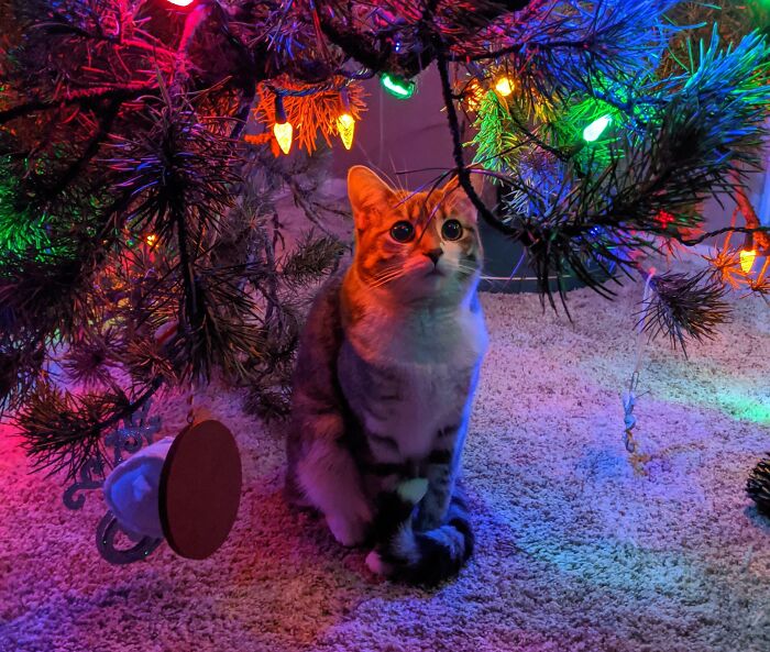 None Of My 4 Cats Climb The Christmas Tree. Not Sure Why. This Is The Best "Cat In Tree" Pic I'll Get
