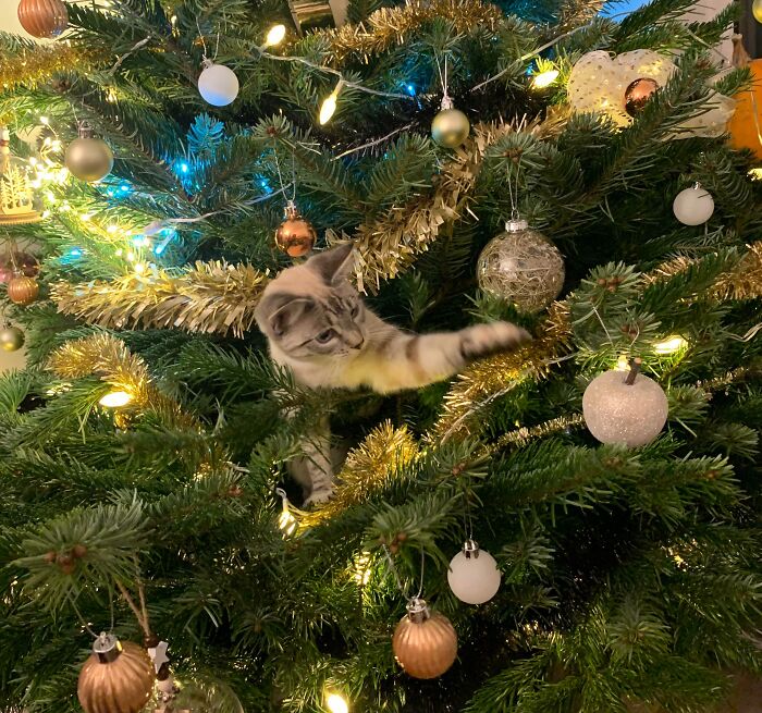 This Tree Isn’t Seeing Christmas