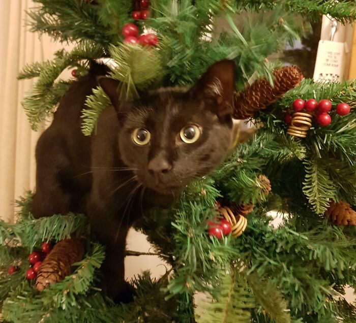 My First Christmas With Cats Is Going Exactly As Expected