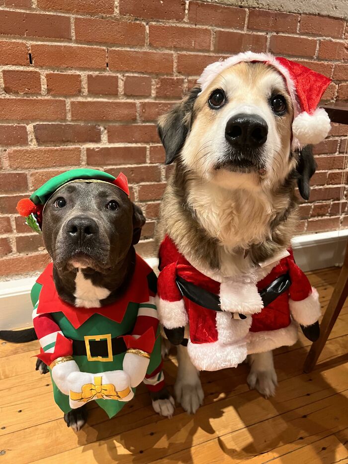 Our Boys Just Can’t Wait To Spread Christmas Cheer