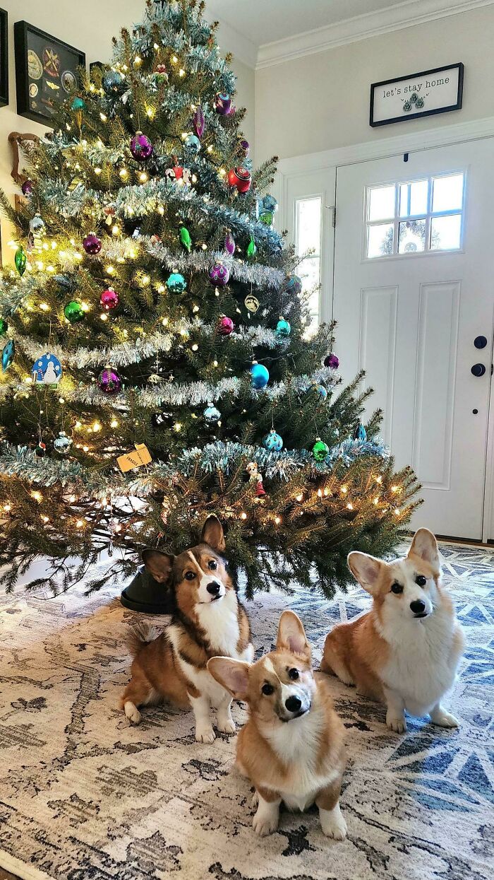 Merry Christmas From The Head Tilt Triplets