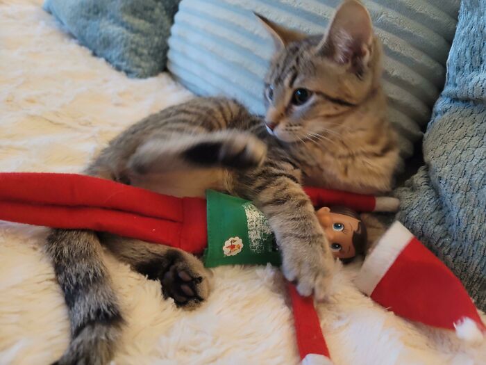 Kitty Has Located The Elf