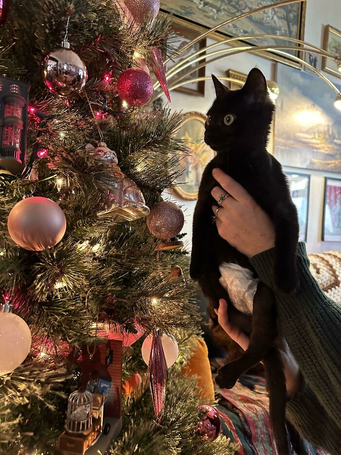 My Paraplegic Kitten’s Reaction To Seeing Her First Christmas Tree